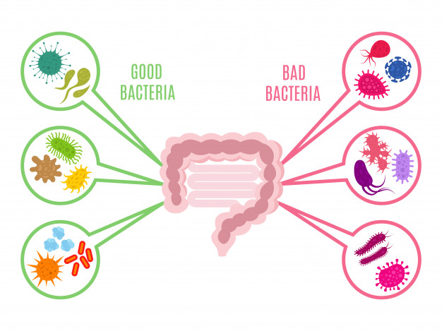 Why is the Gut Microbiome so important? 