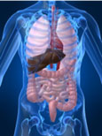 6 organs involved in detoxing the body