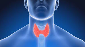 Thyroid and what function does it perform